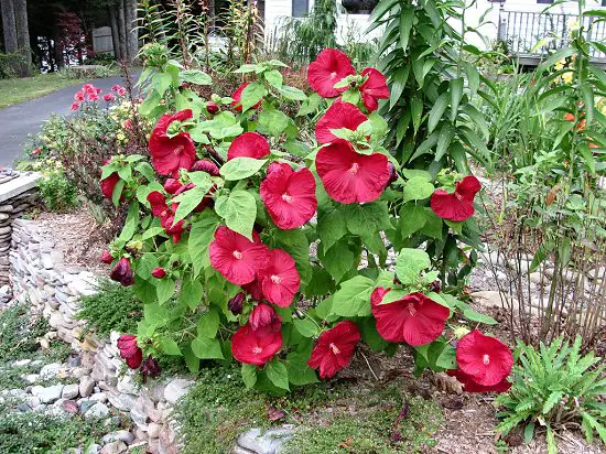 Types of Hibiscus 10