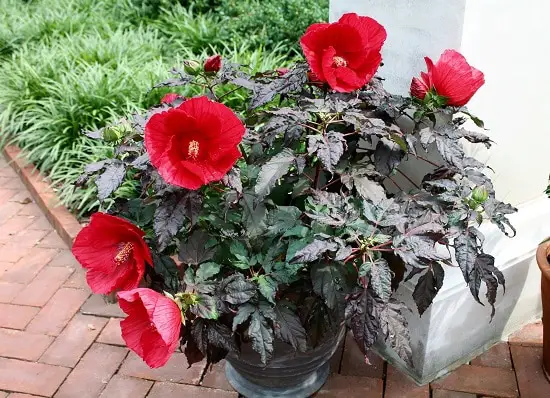 Red Plants in Florida