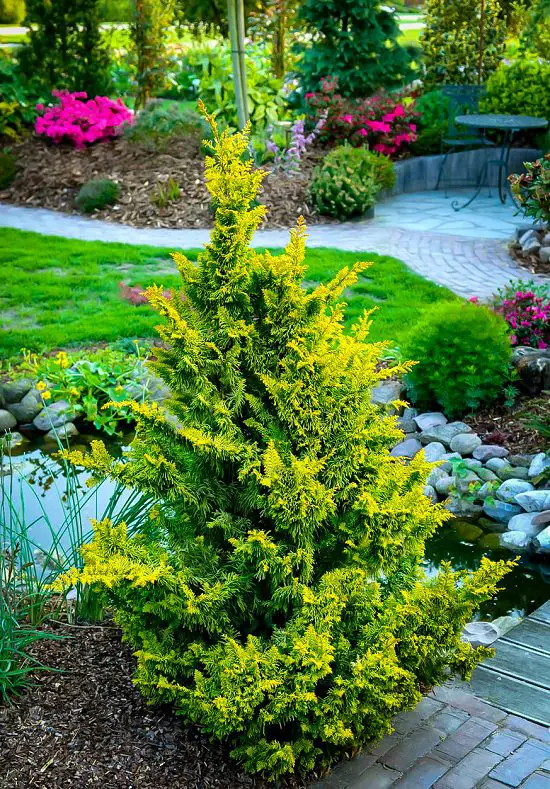 Dwarf Ornamental Trees 14