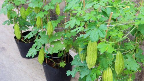 How to Grow Bitter Gourd in Pots