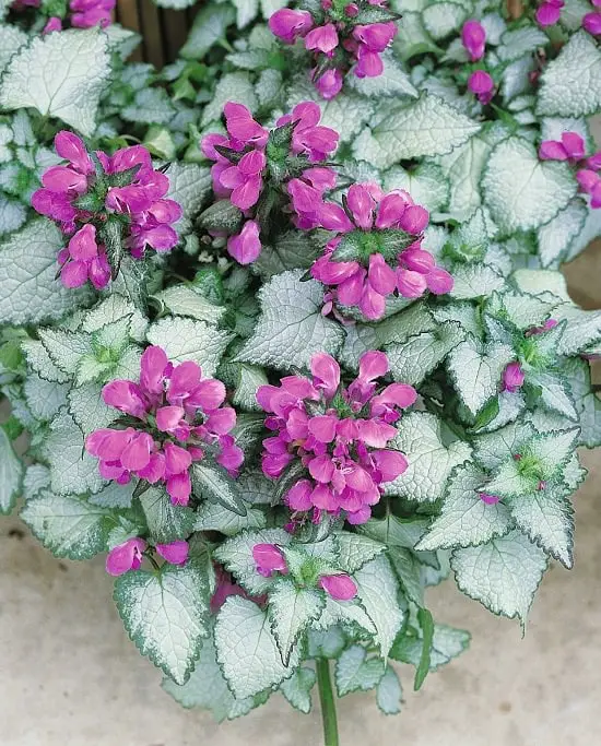 Best Flowers to Plant in Florida 8