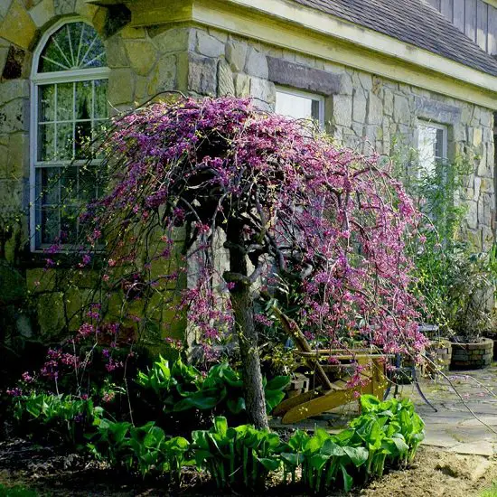 Dwarf Ornamental Trees 6