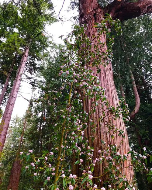 Best Shade Loving Climbers 18