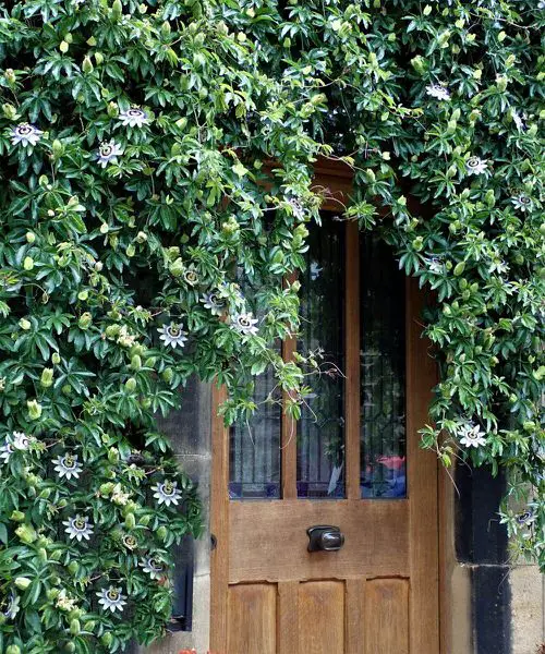 Best Shade Loving Climbers 12