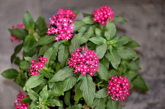 Best Flowers to Plant in Florida 12