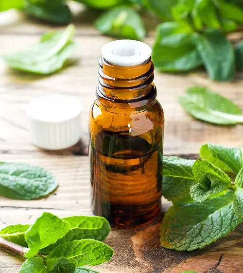 Peppermint Essential Oil
