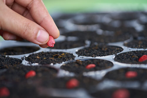 Planting Bitter Melon