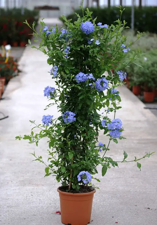 Best Flowers to Plant in Florida 16