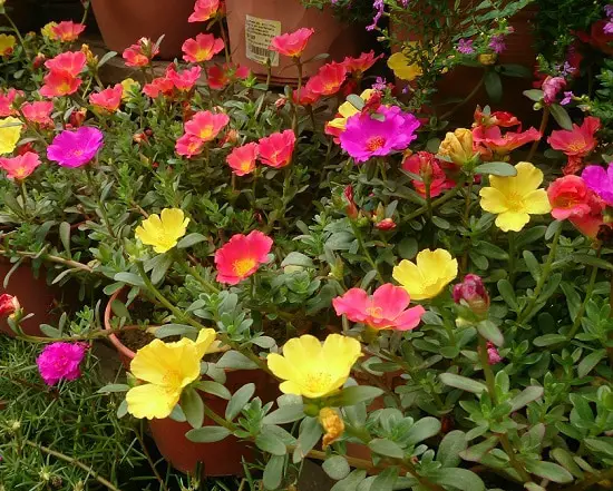 Best Flowers to Plant in Florida 5