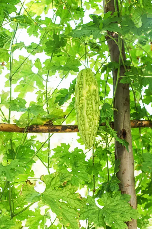 Requirements for Growing Bitter Melon