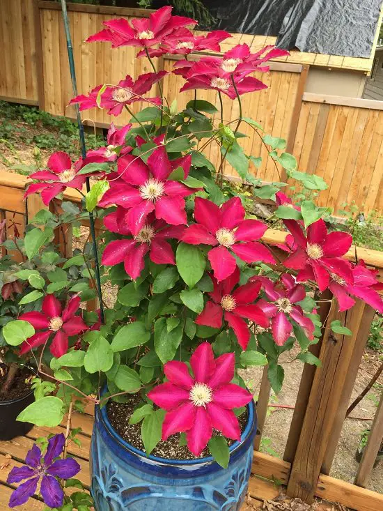Types of Clematis 4