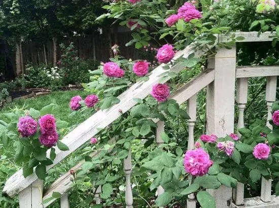 Best Thornless Roses 16