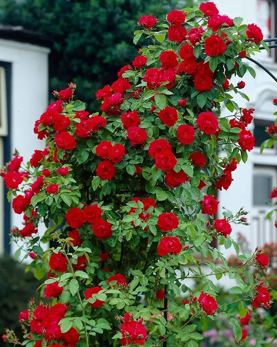 Red Plants in Florida 3