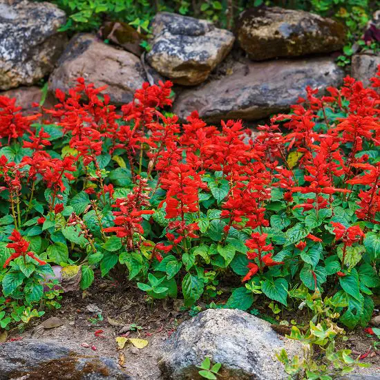 Red Plants in Florida 6