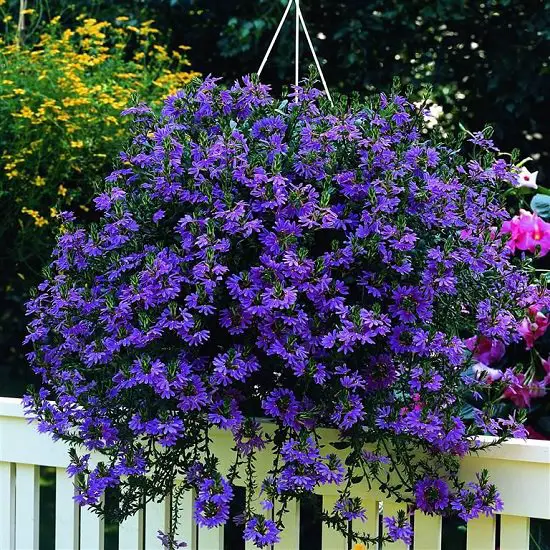 Best Flowers to Plant in Florida 19