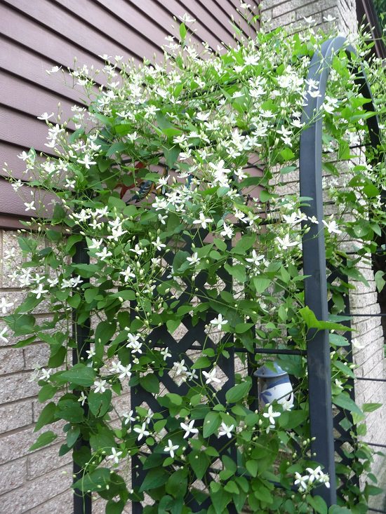 best Vines with White Flowers