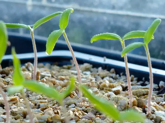When to Plant Tomatoes in Georgia 2