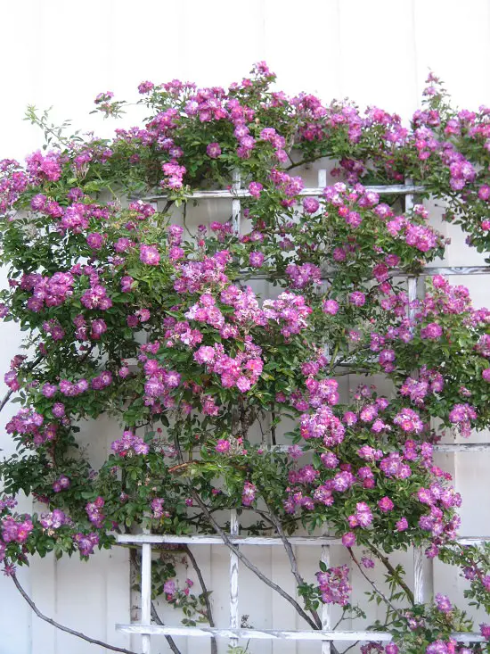 Best Thornless Roses 6