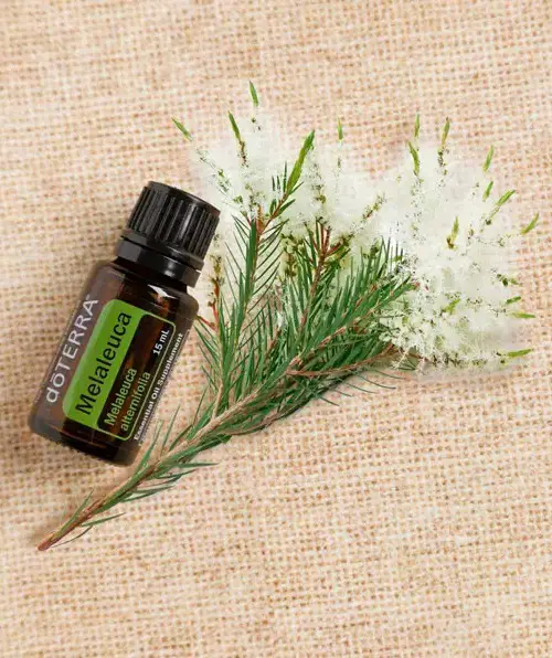 Melaleuca Essential Oil for Gardening 3