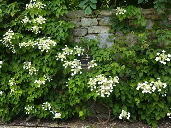 Flowering Vines for Shade #17
