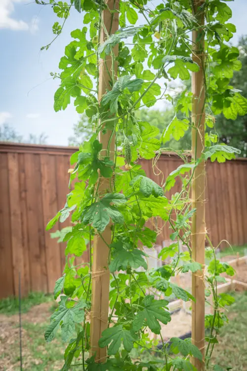 Bitter Melon Plant Care