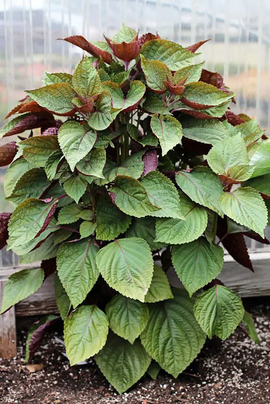 Best Japanese Herbs