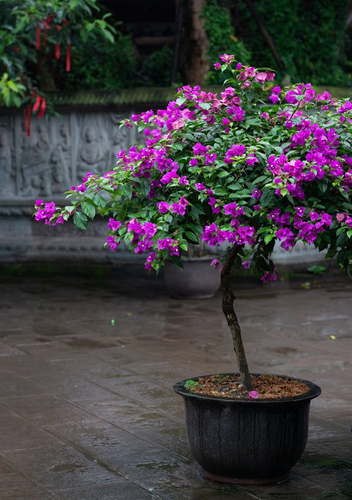 drought tolerant plants 7