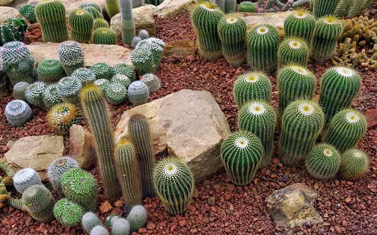 DIY Cactus Garden Ideas 5