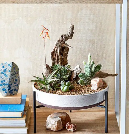 Cactus Dish Garden Ideas 6