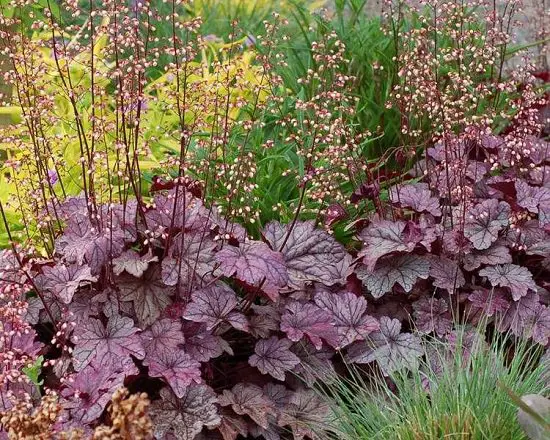 top best Heuchera Varieties