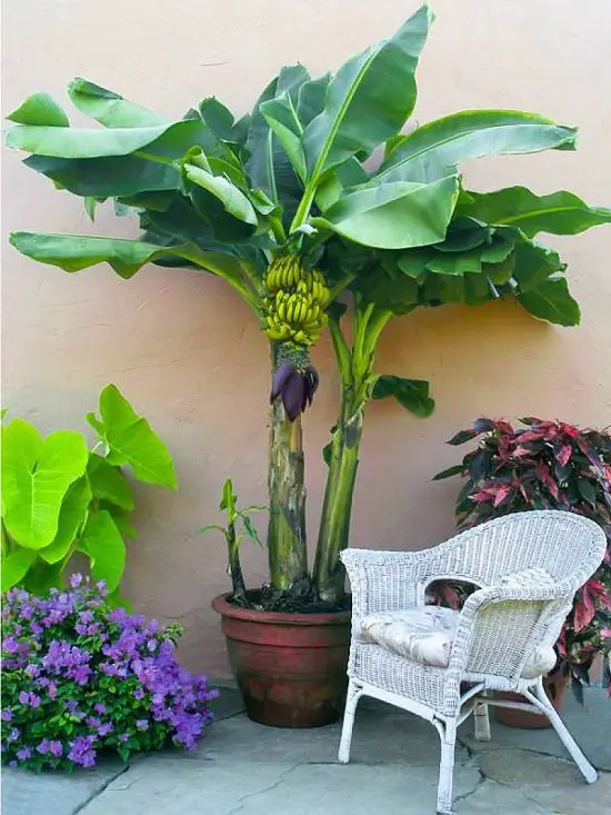 Types of Bananas 7