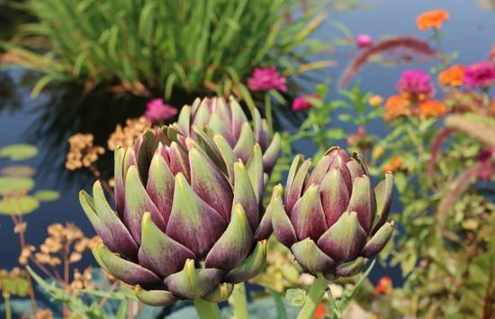 Types of Artichokes 9