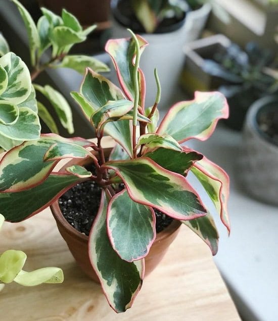 19 Best Peperomia Types | Peperomia Plant Varieties