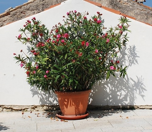 drought tolerant plants 13