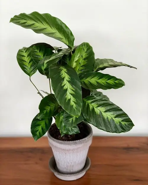misto calathea plant in pot