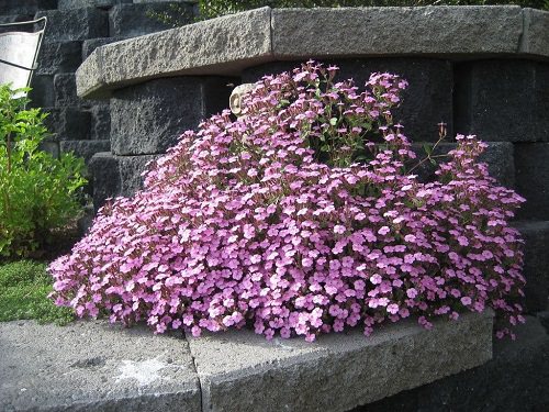 Plants That Can Survive Drought 2
