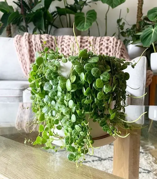 Peperomia cultivars suitable for indoor gardening