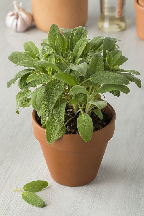 drought tolerant plants 15