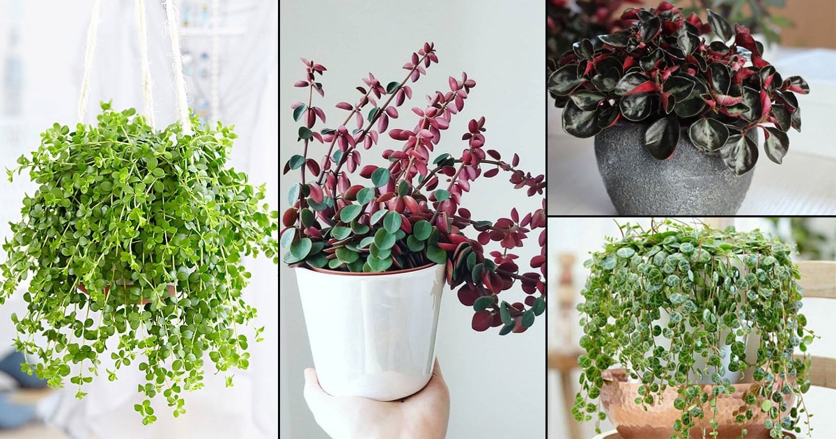 19 Best Peperomia Types | Peperomia Plant Varieties