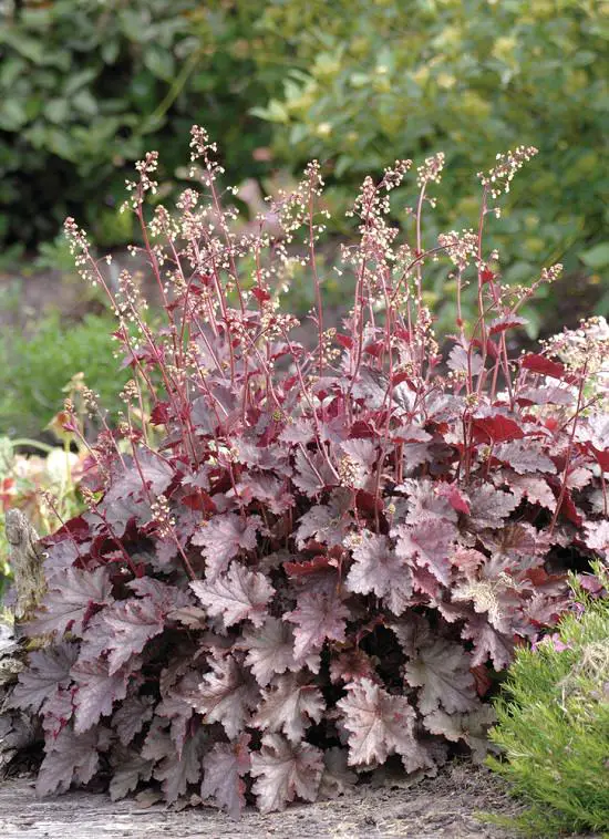 Best Heuchera Varieties