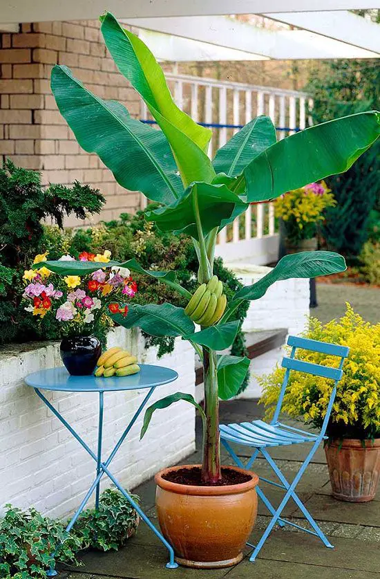 Is Banana a Herb