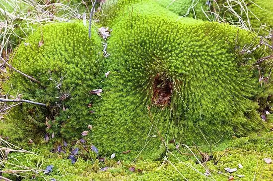 Sphagnum Moss vs Peat Moss