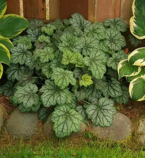 top Best Heuchera Varieties