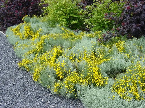 drought tolerant plants 17
