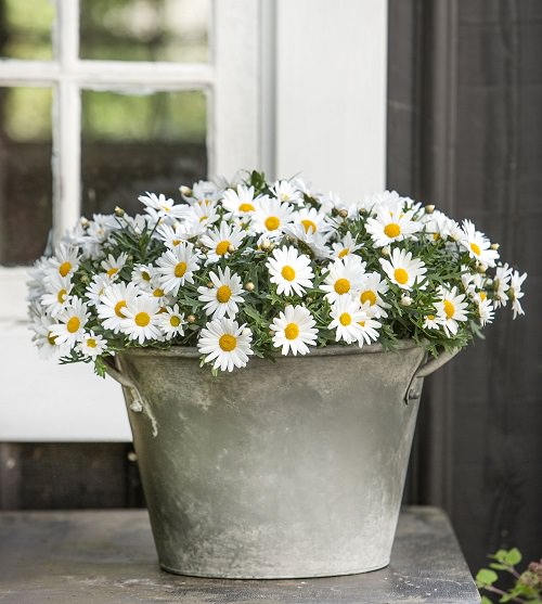 Plants that Can Handle Drought