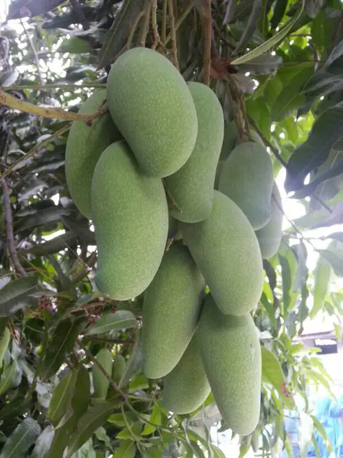 Different Types of Mangoes Tong Dam