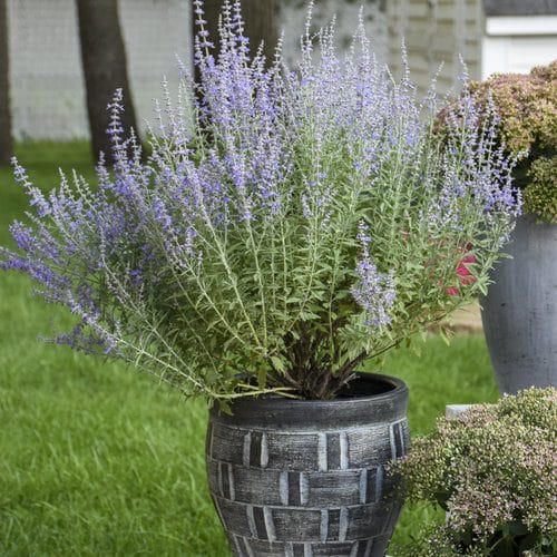 Plants That Can Survive a Drought 3