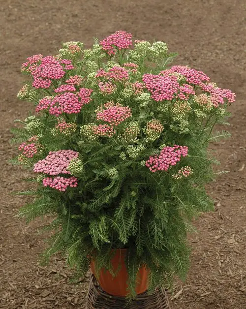 Kinds of Pink Garden Flowers 