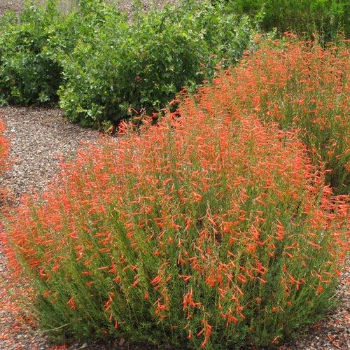 Plants That Can Withstand Drought 1