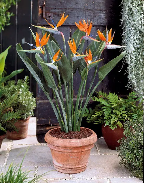 An Overview of Bird of Paradise
